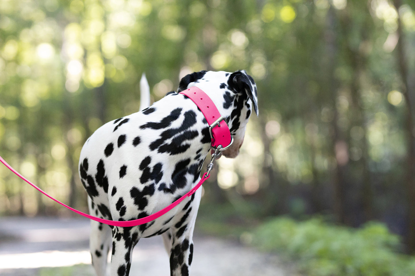 Hot Pink Wide Dog Collar