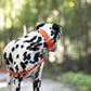 Hunter's Orange Wide Dog Collar
