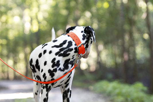 Hunter's Orange Wide Dog Collar