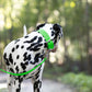 Lime Green Wide Dog Collar