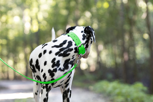 Lime Green Wide Dog Collar