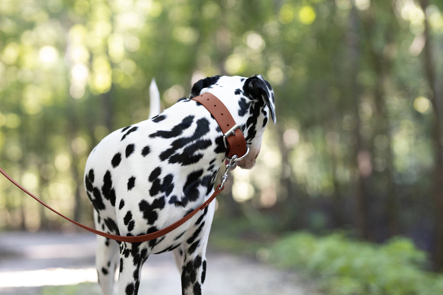 Medium Brown Wide Dog Collar