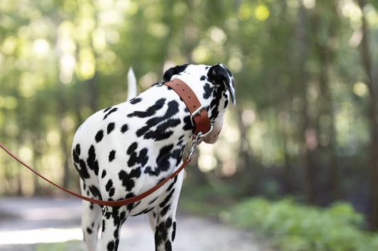 Medium Brown Wide Dog Collar