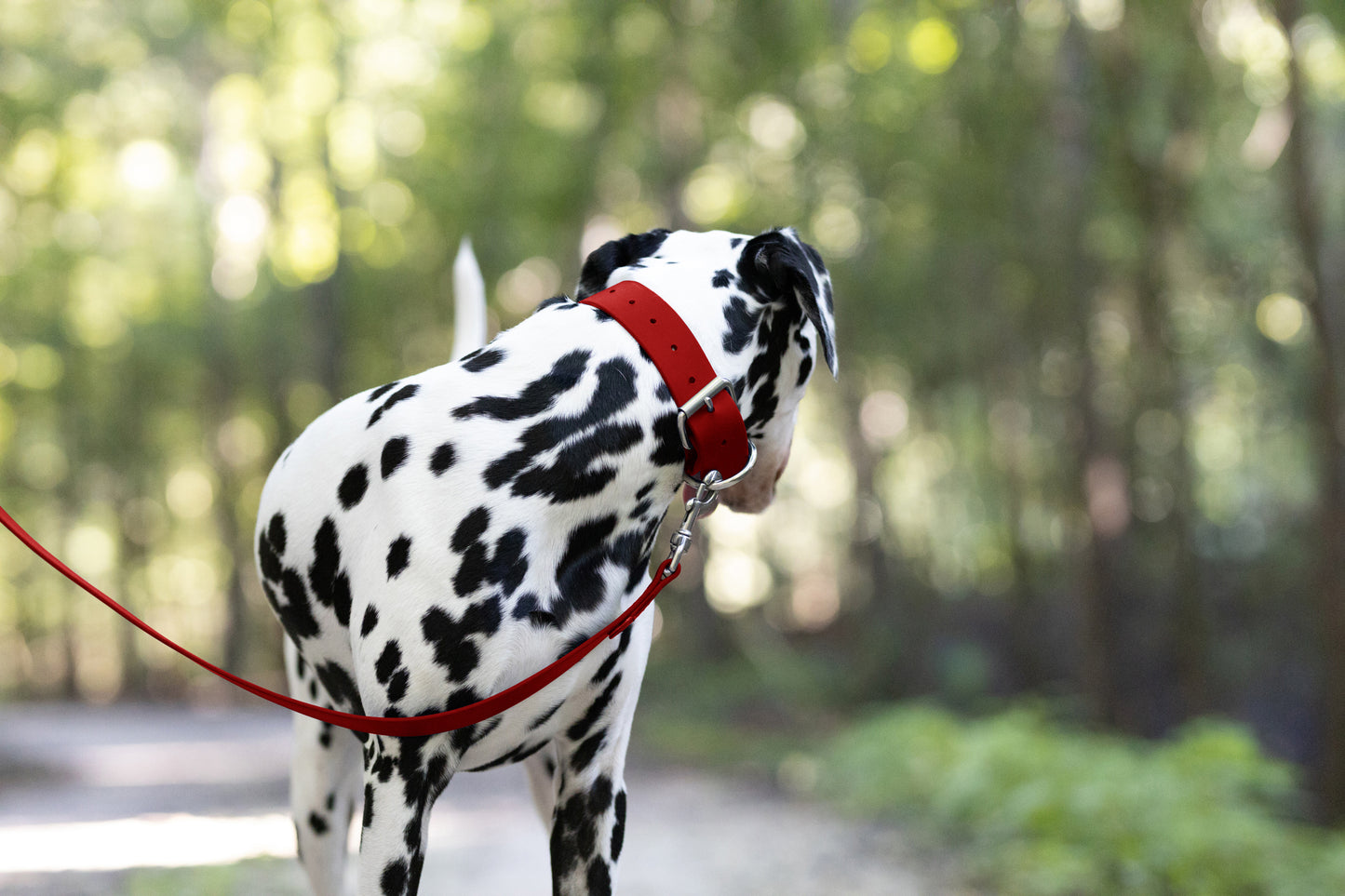 Red Wide Dog Collar