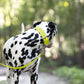 Safety Yellow Wide Dog Collar