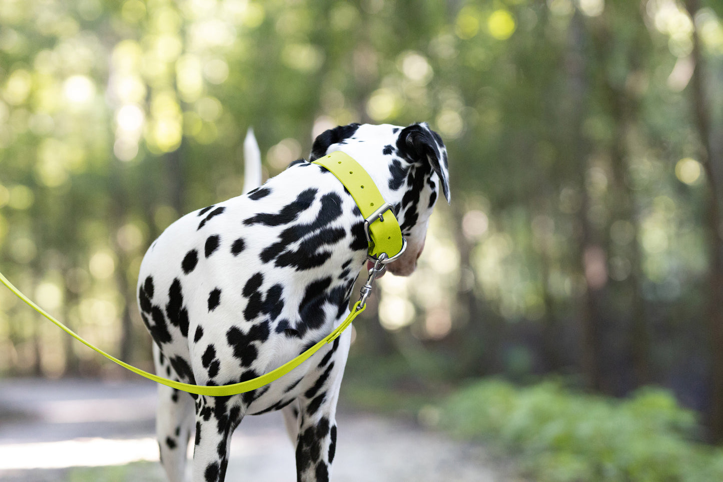 Safety Yellow Wide Dog Collar