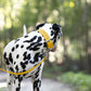 Sunflower Yellow Wide Dog Collar