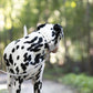 White Wide Dog Collar