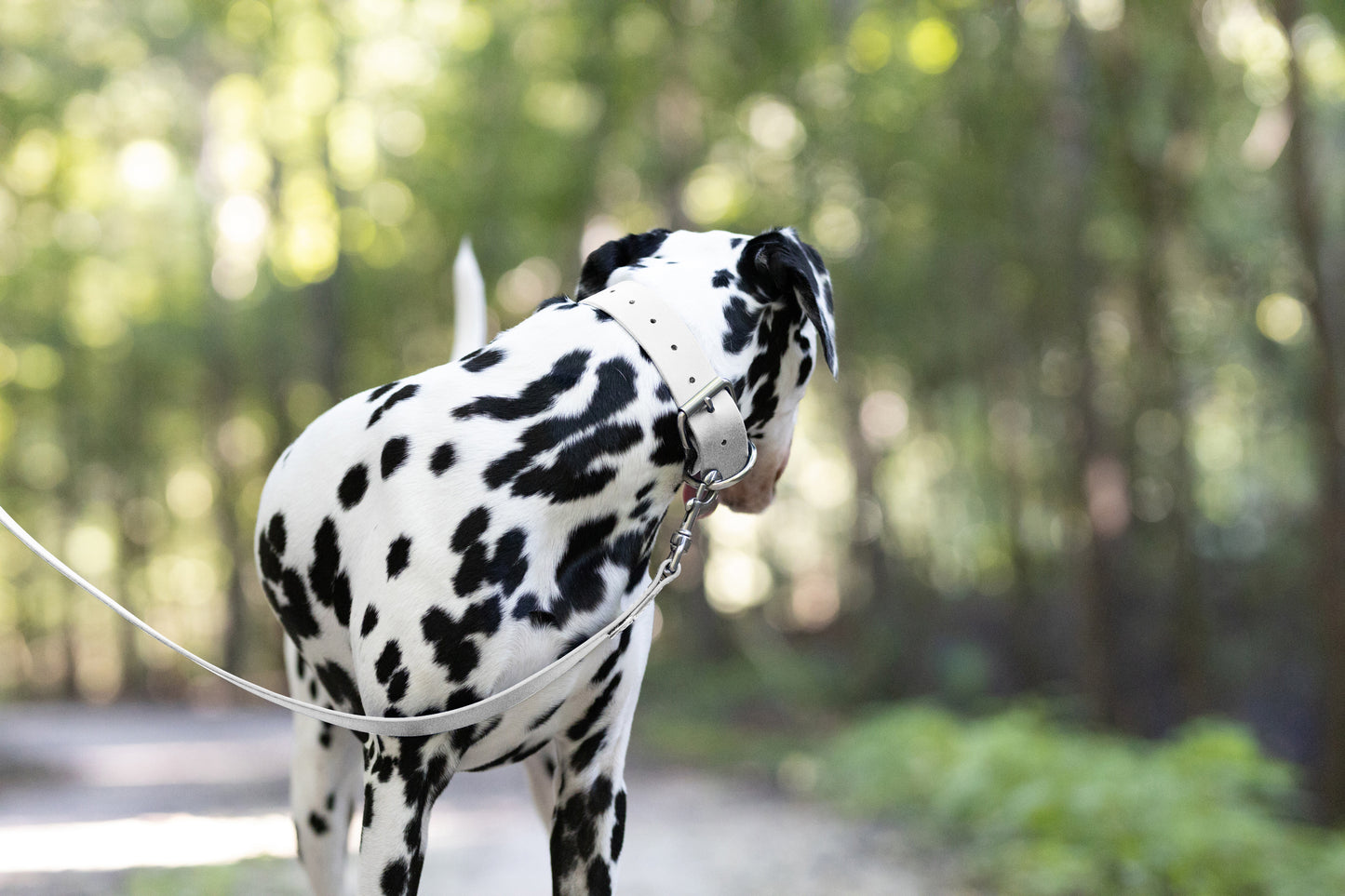 White Wide Dog Collar