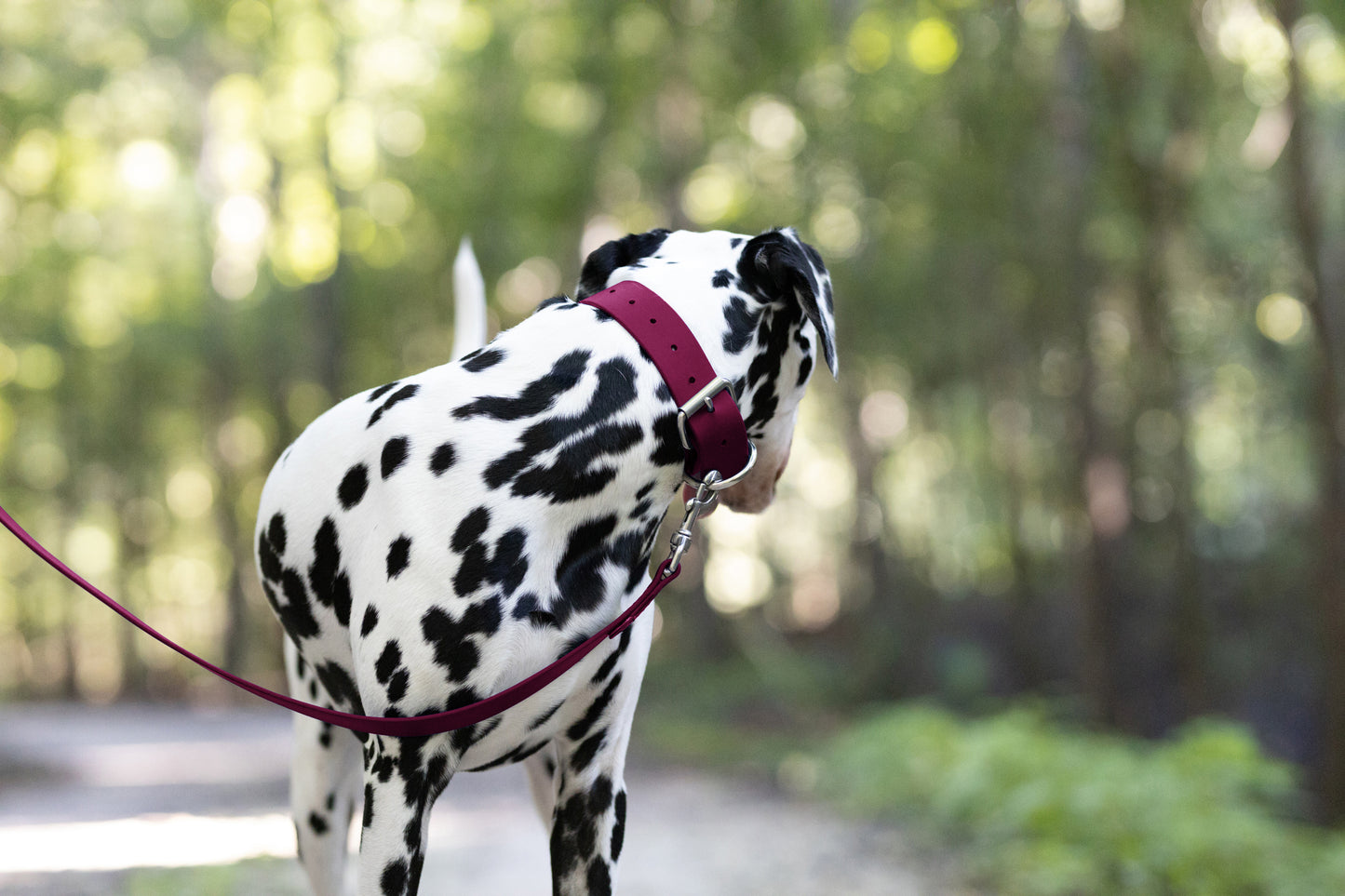 Maroon Wide Dog Collar