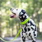 Apple Green Wide Dog Collar