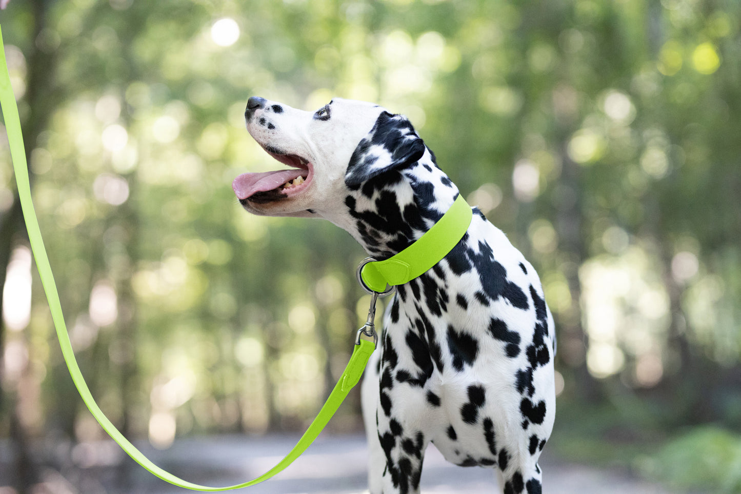 Apple Green Wide Dog Collar