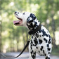 Black Wide Dog Collar