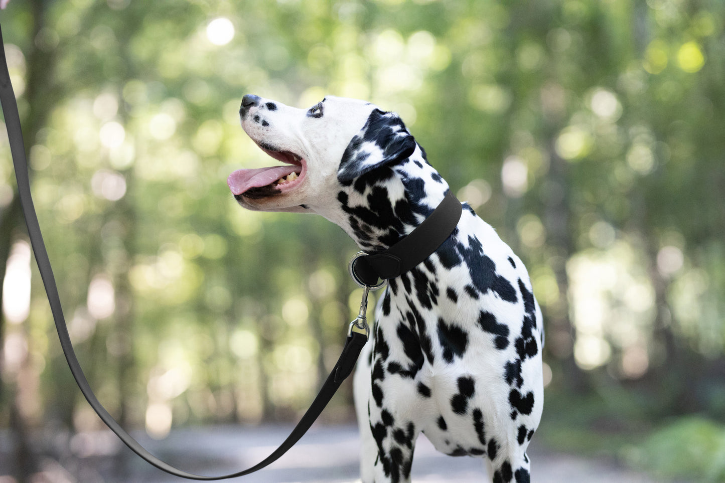 Black Wide Dog Collar