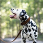 Dark Brown Wide Dog Collar
