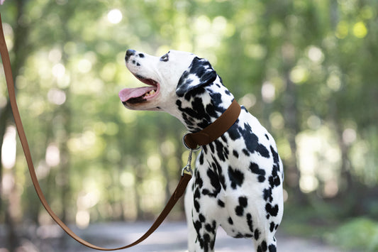 Dark Brown Wide Dog Collar