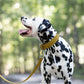 Gold Wide Dog Collar