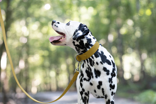 Gold Wide Dog Collar