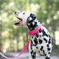 Hot Pink Wide Dog Collar