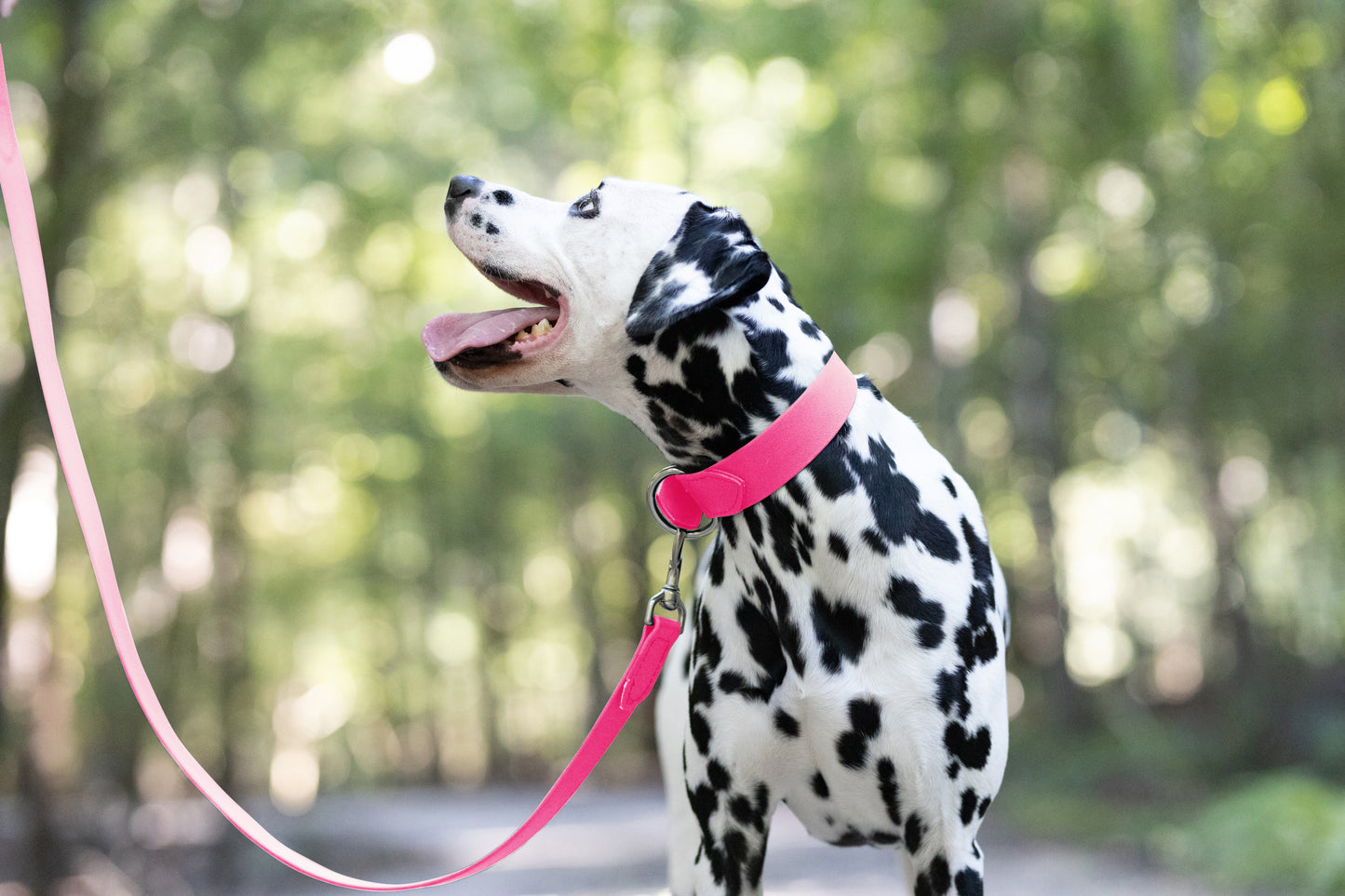 Hot Pink Wide Dog Collar