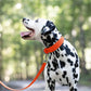 Hunter's Orange Wide Dog Collar
