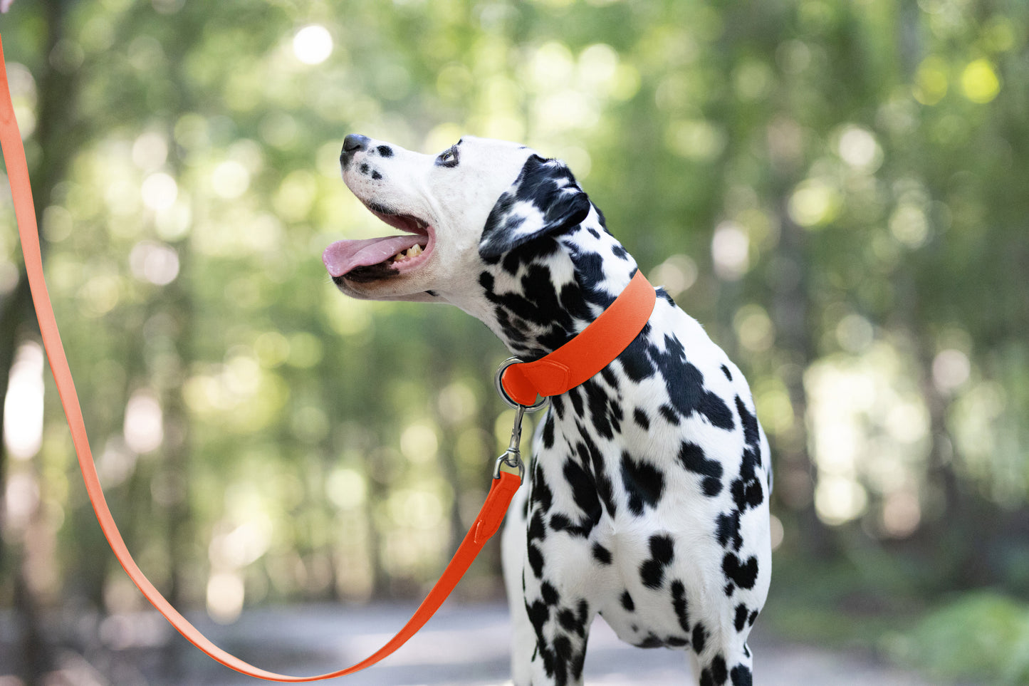 Hunter's Orange Wide Dog Collar