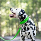 Lime Green Wide Dog Collar