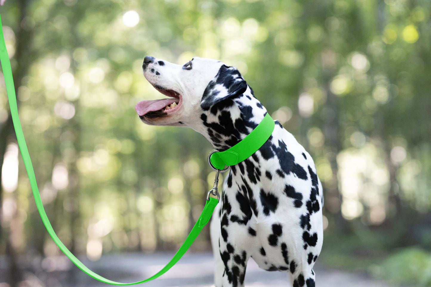 Lime Green Wide Dog Collar