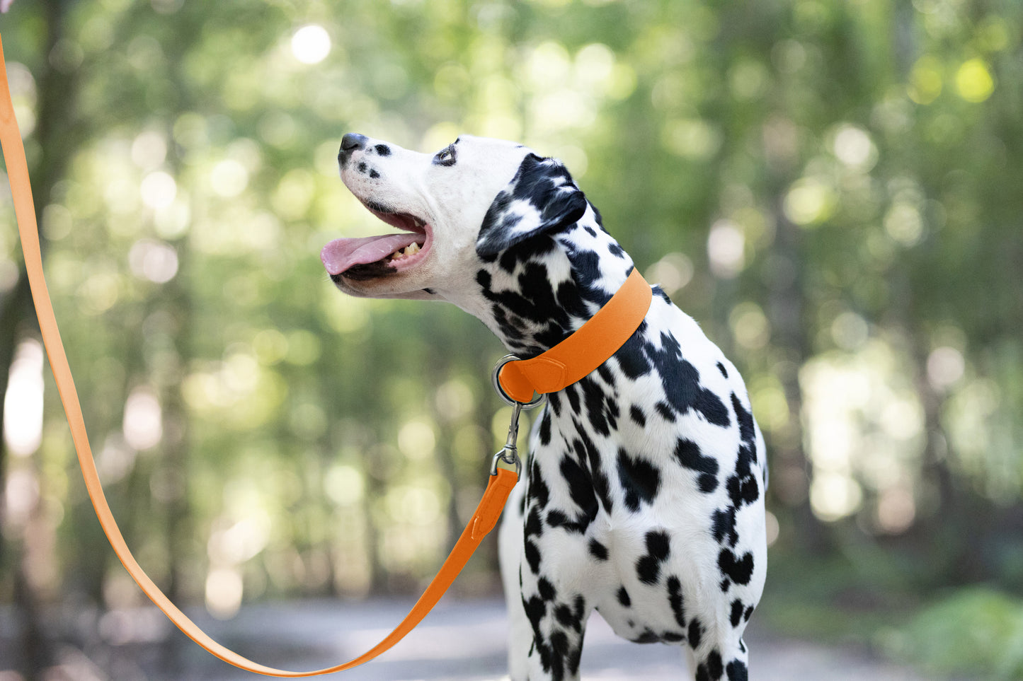 Mango Wide Dog Collar