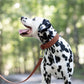 Medium Brown Wide Dog Collar