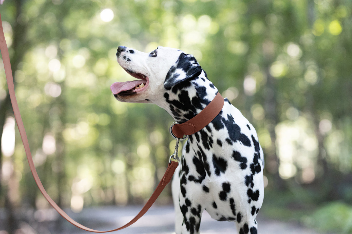 Medium Brown Wide Dog Collar