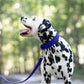 Royal Blue Wide Dog Collar