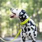 Safety Yellow Wide Dog Collar
