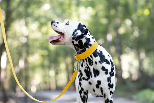 Sunflower Yellow Wide Dog Collar