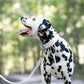 White Wide Dog Collar