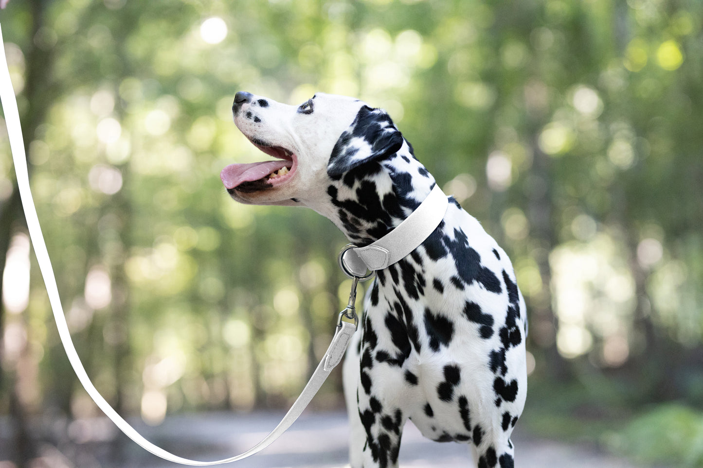 White Wide Dog Collar