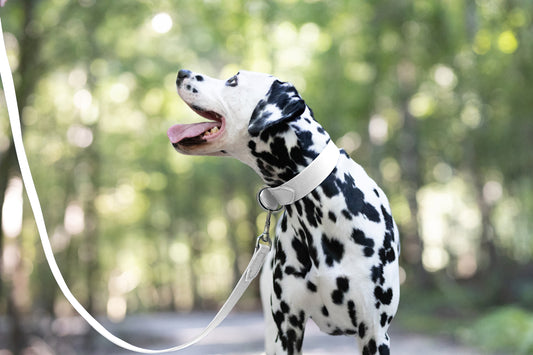 White Wide Dog Collar