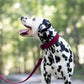 Maroon Wide Dog Collar