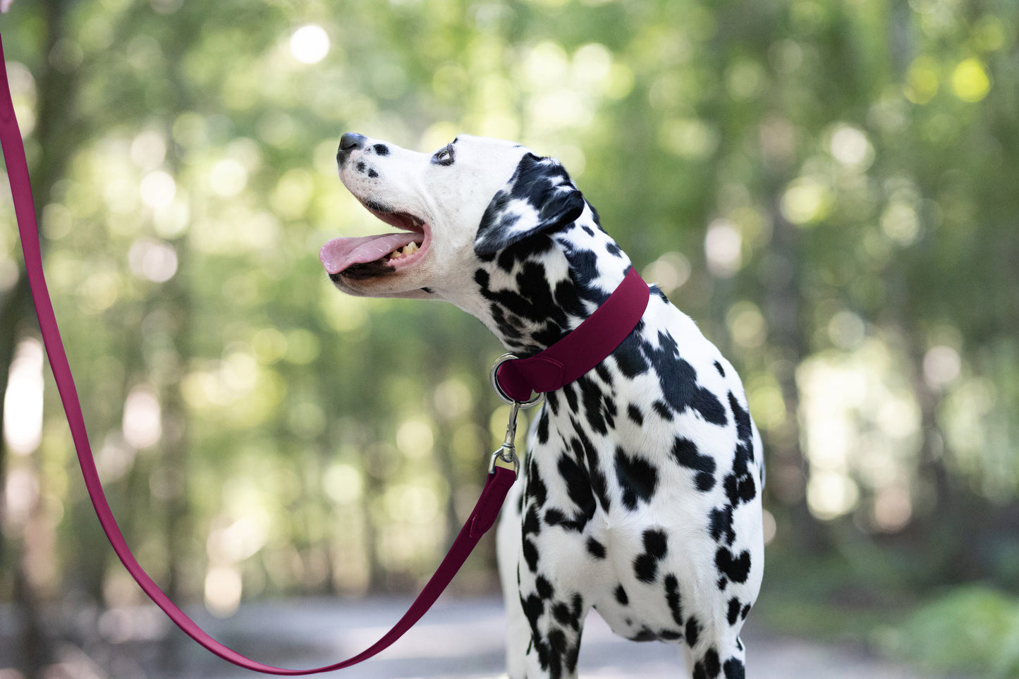 Maroon Wide Dog Collar