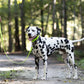 Apple Green Wide Dog Collar