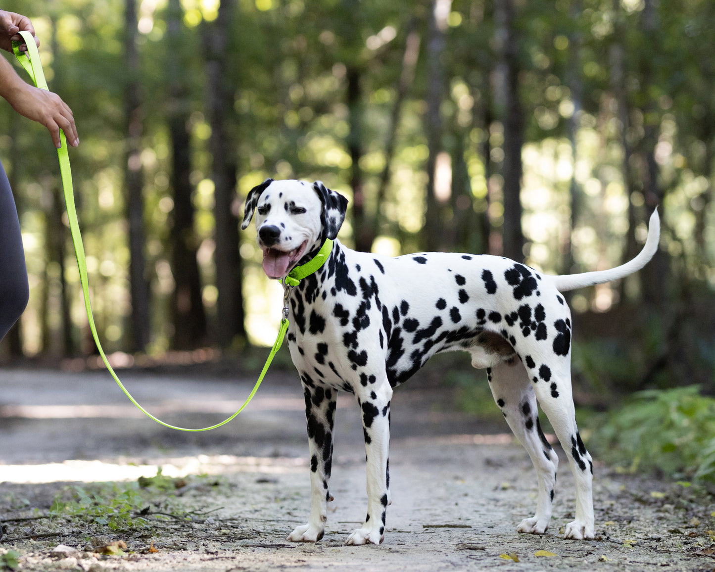 Apple Green Wide Dog Collar