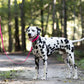 Bubblegum Pink Wide Dog Collar
