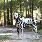 Dark Brown Wide Dog Collar
