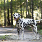 Gold Wide Dog Collar