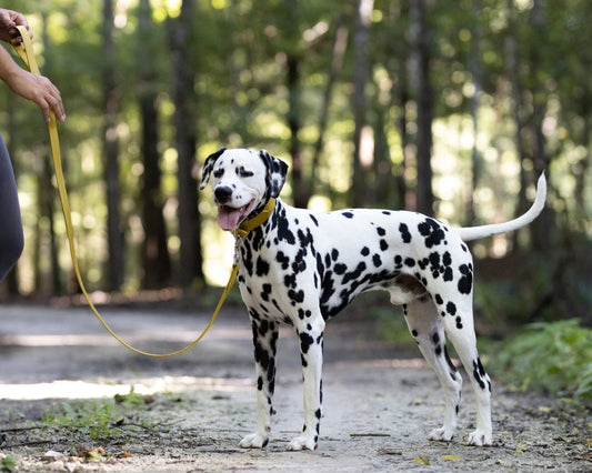 Gold Wide Dog Collar