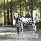 Gray Wide Dog Collar