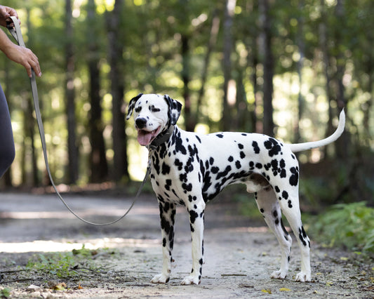 Gray Wide Dog Collar