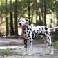 Hot Pink Wide Dog Collar