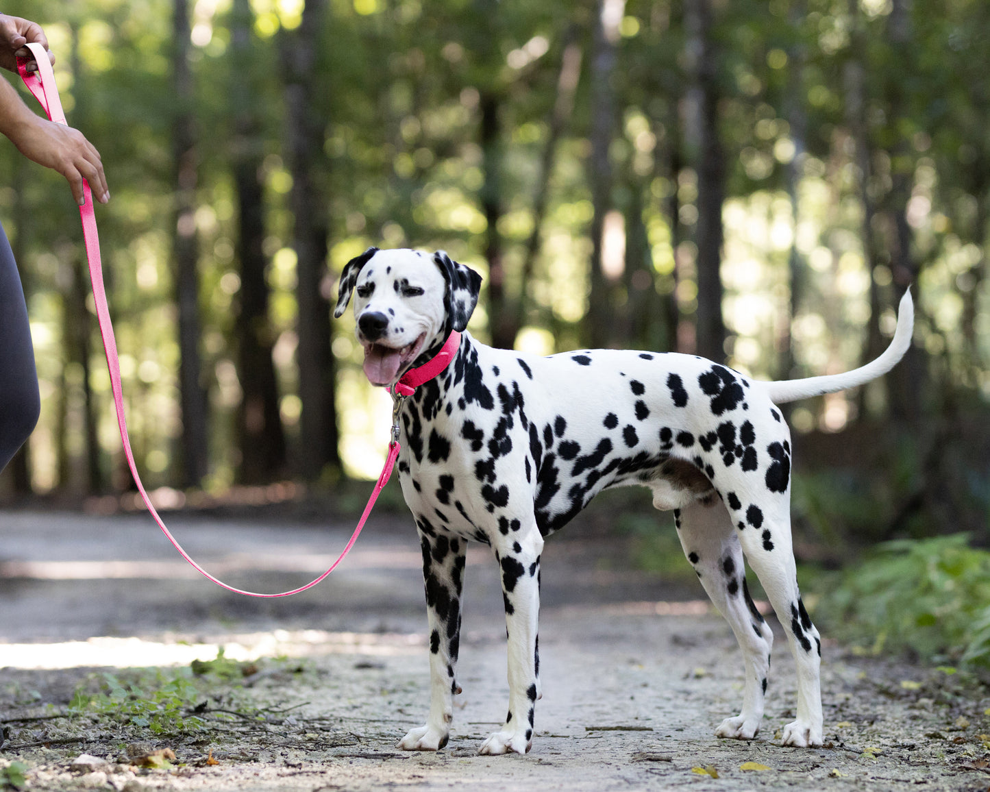 Hot Pink Wide Dog Collar