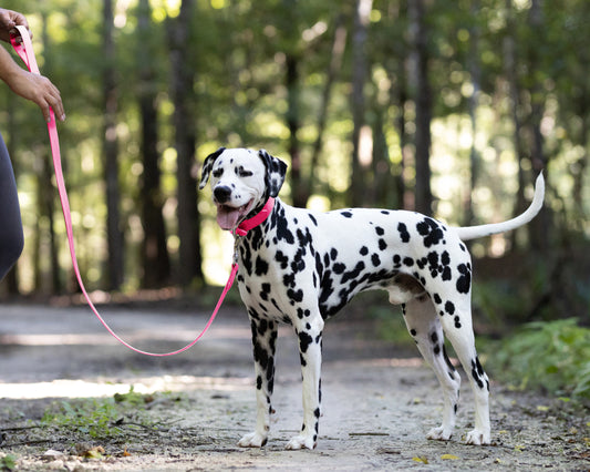 Hot Pink Wide Dog Collar